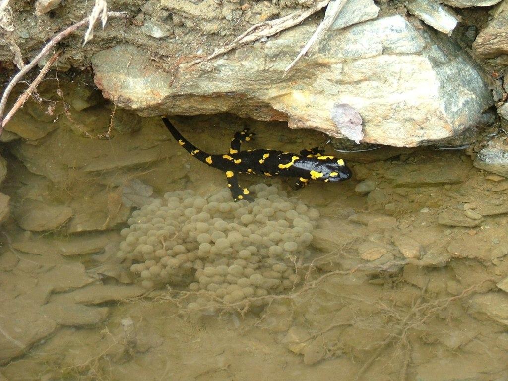 Che ovatura ? forse di Salamandra - No, rana temporaria