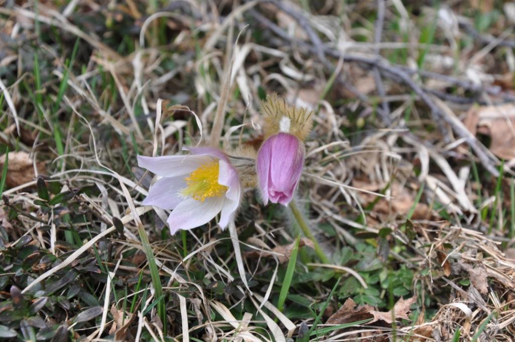 Pulsatilla alpina o P. vernalis?