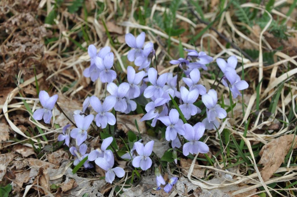 Viola riviniana?