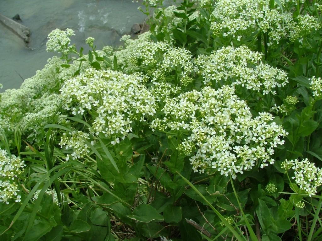 Lepidium draba