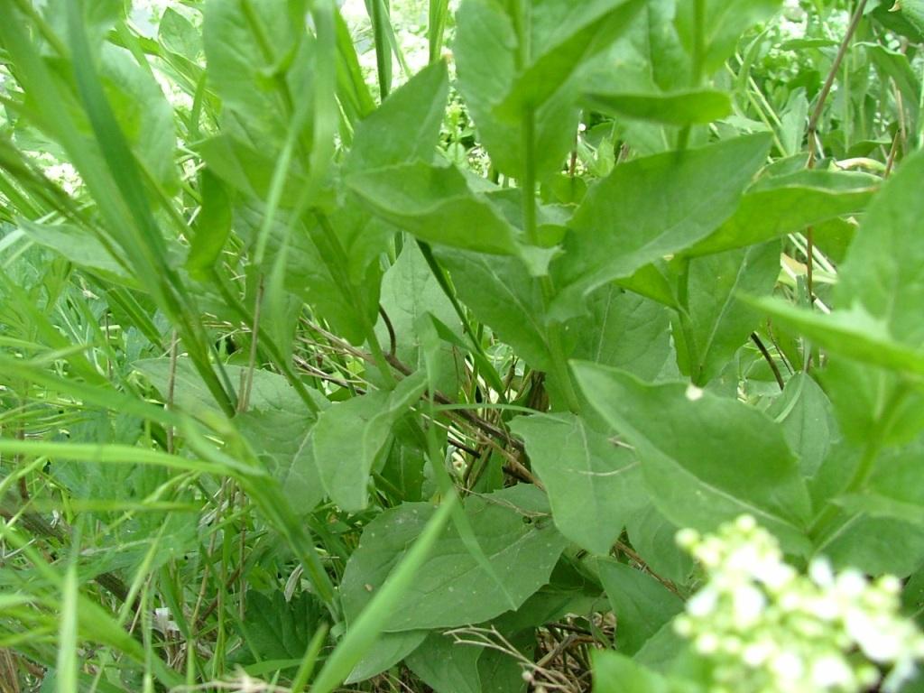 Lepidium draba