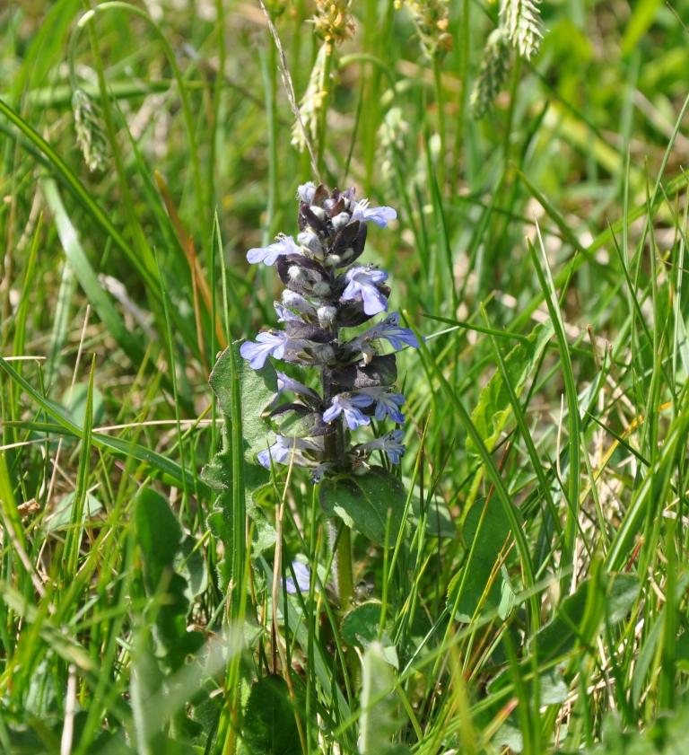 Ajuga reptans L.