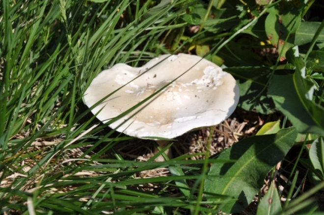 Che Fungo ? (Melanoleuca sp.)