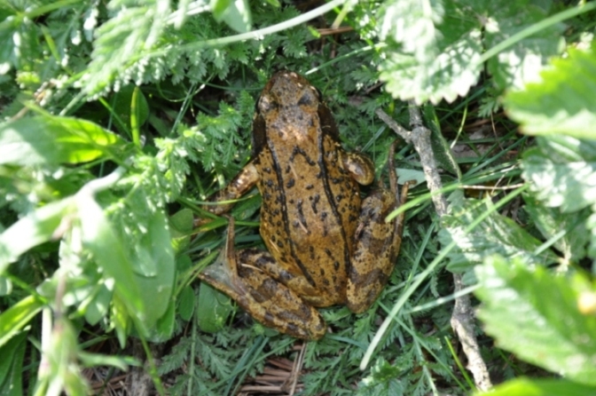 Rana esculenta? - Rana temporaria