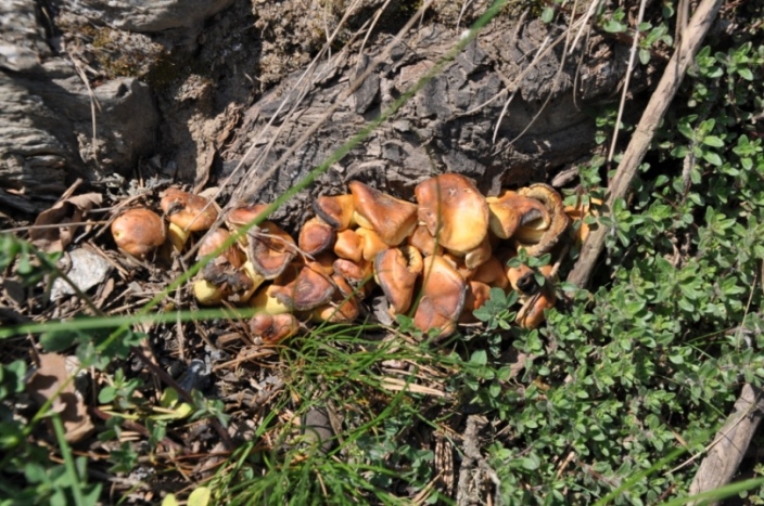 Che funghi sono? (Cfr. Hypholoma sp.)