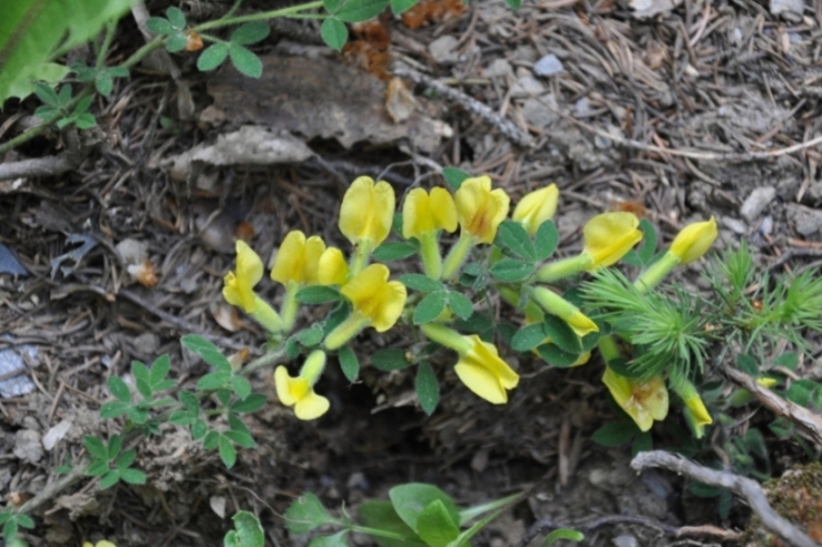 Cytisus hirsutus s.l.