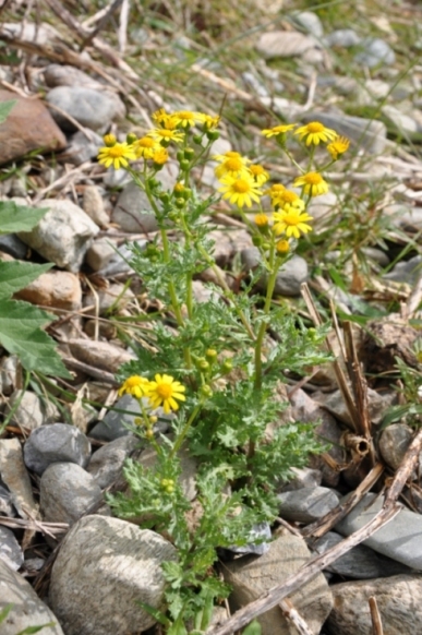 Jacobaea vulgaris (= Senecio jacobaea) / Senecione di San Giacomo