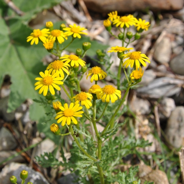 Jacobaea vulgaris (= Senecio jacobaea) / Senecione di San Giacomo