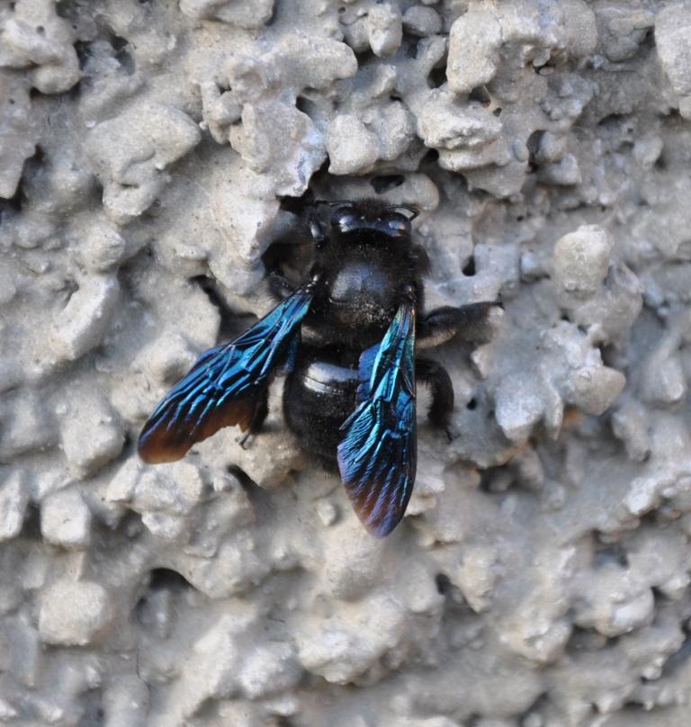 Xilocopa cfr violacea