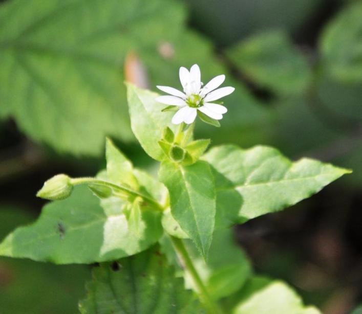 Stellaria aquatica (=Myosoton aquaticum) / Centocchio acquatico