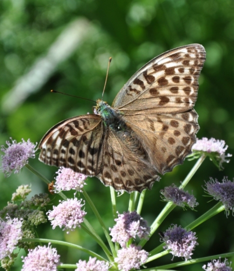 Argynnis? - Argynnis paphia