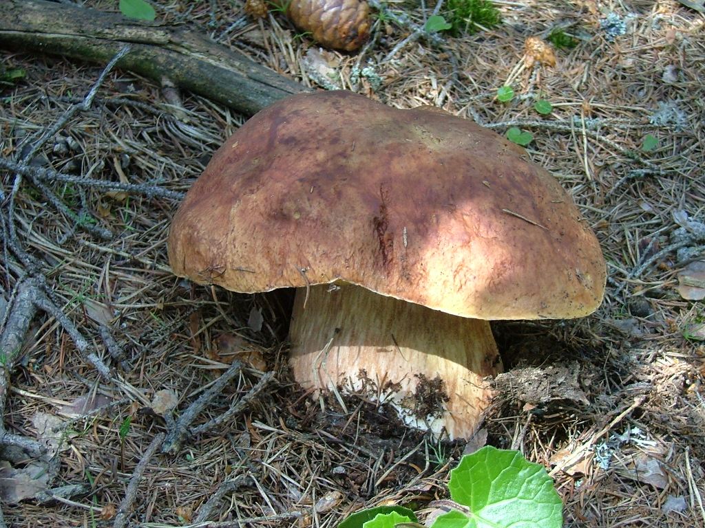 Boletus da determinare