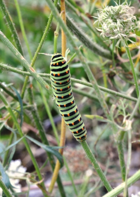 Che bruco? - Papilio machaon