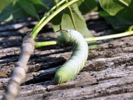 Che bruco ? - Sphinx ligustri