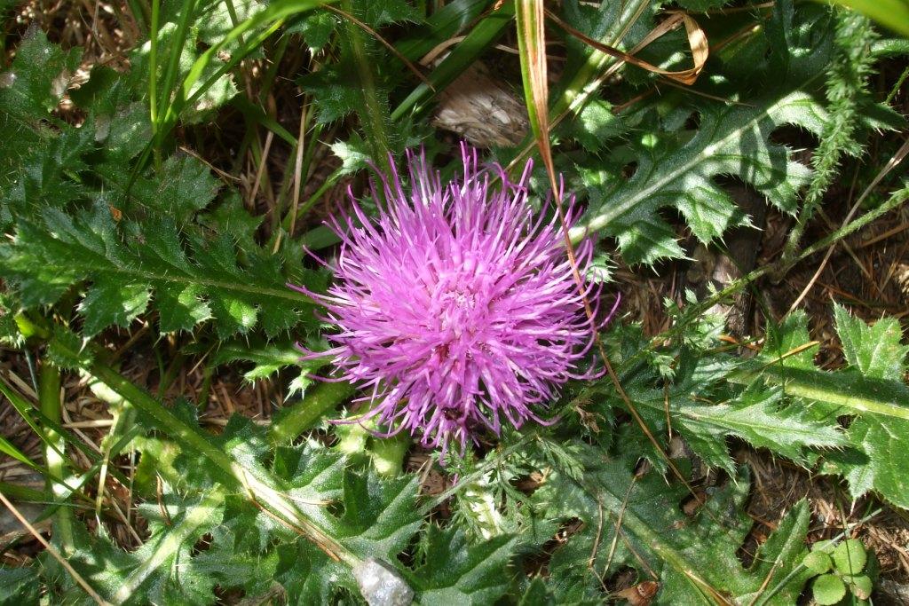 Cirsium acaulon (=acaule) / Cardo nano