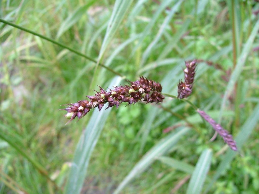 Carex ? no, Echinochloa sp.