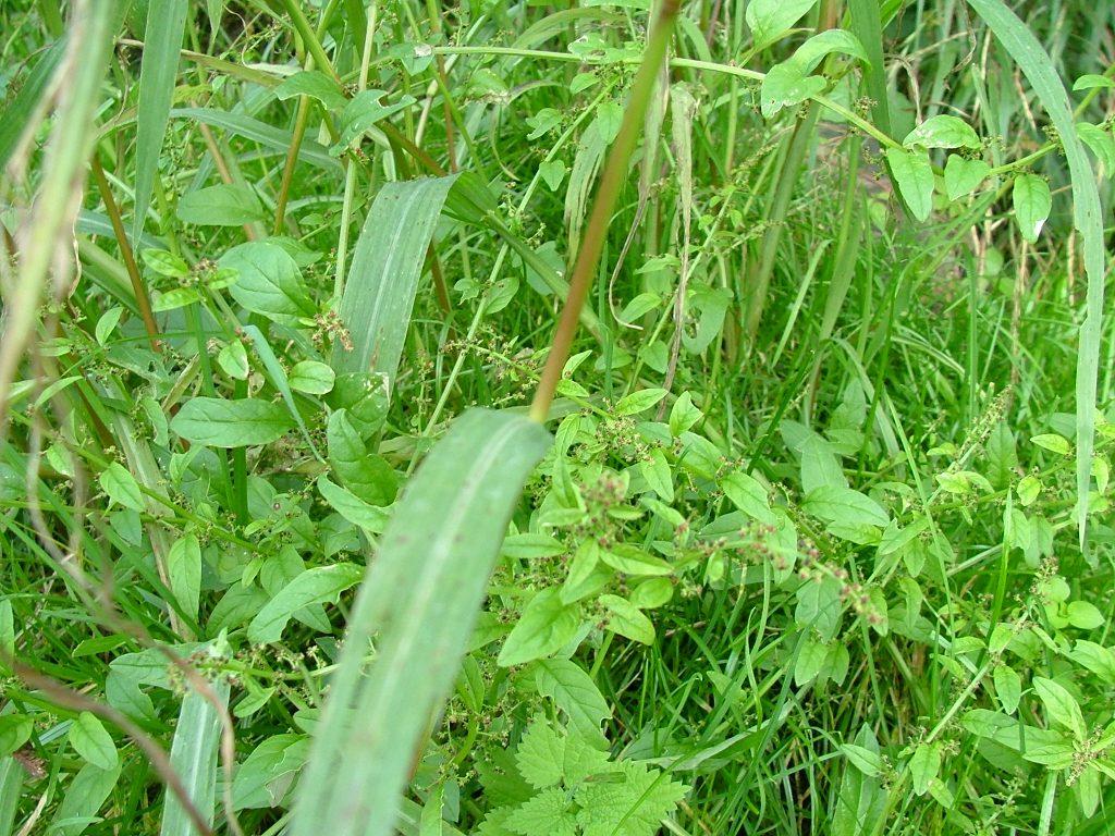 Carex ? no, Echinochloa sp.