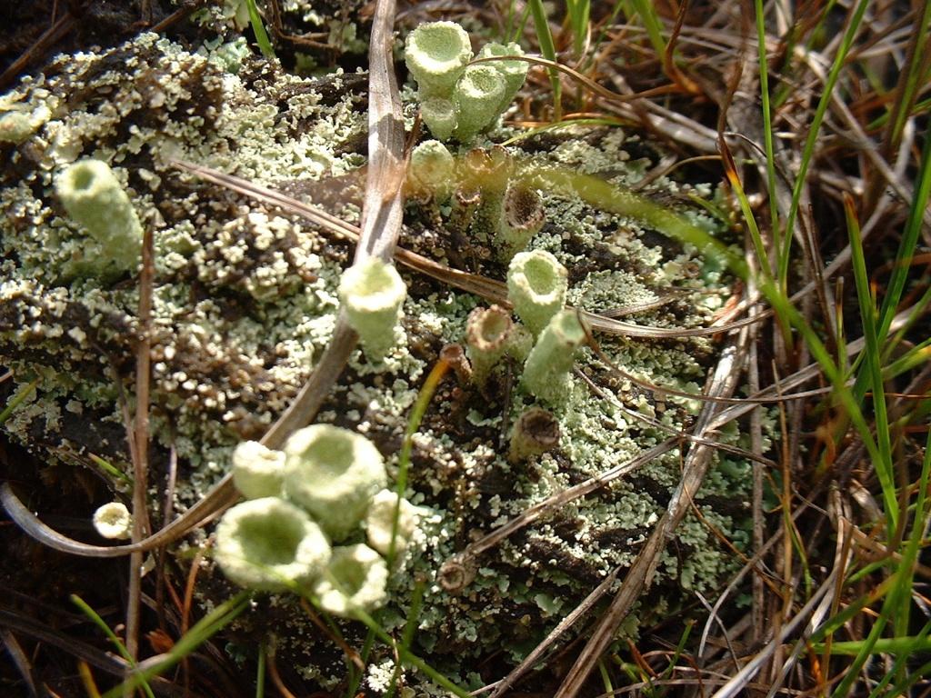 Cladonia sp.  -  Lago di Sibolla - LU