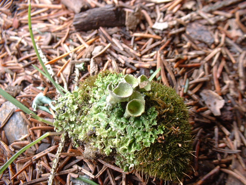 Cladonia sp.  -  Lago di Sibolla - LU