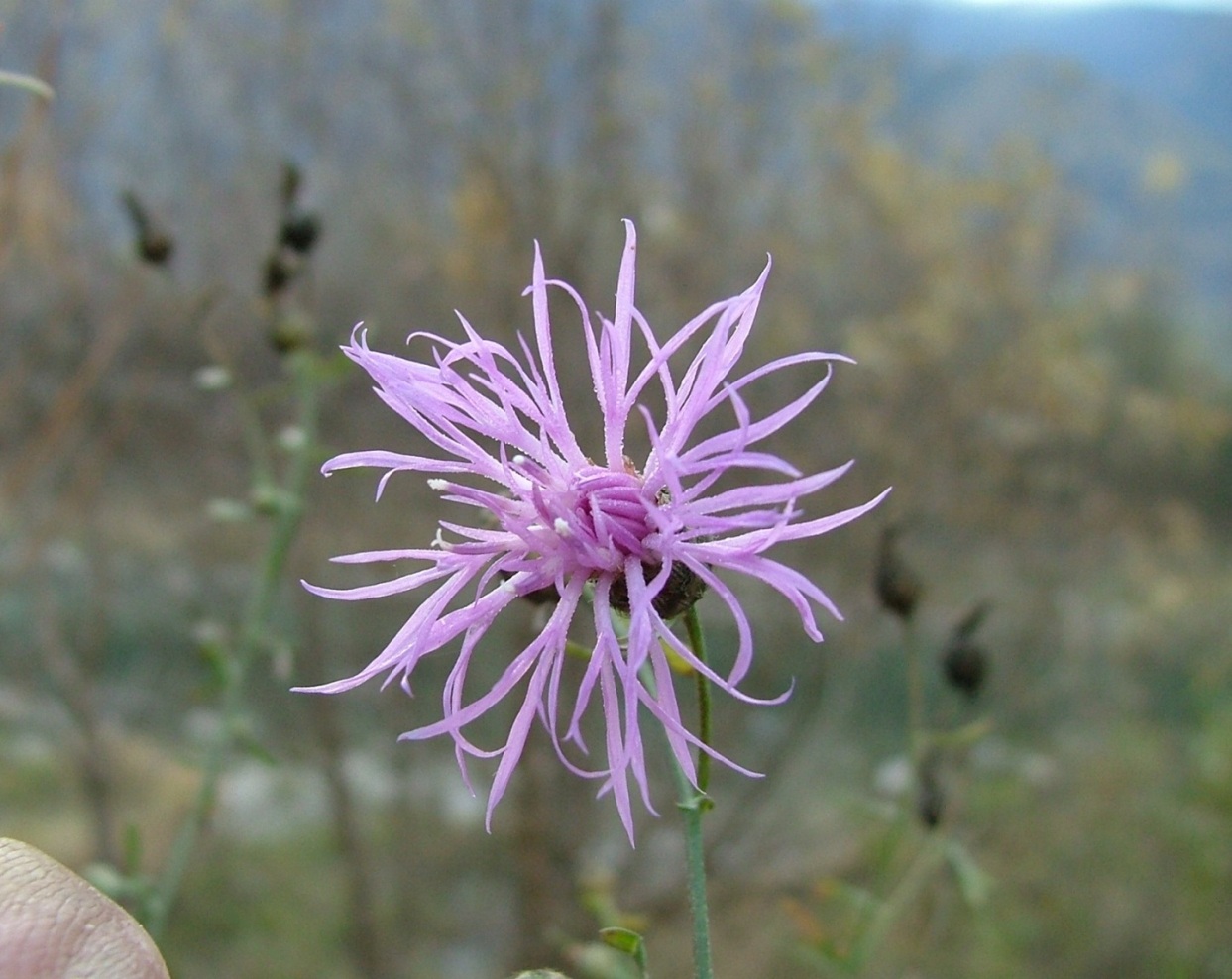 Centaurea?