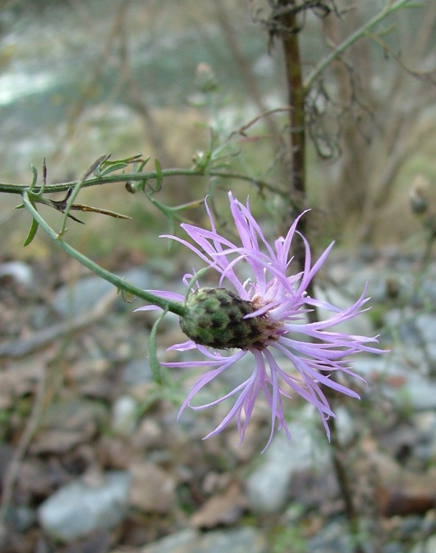 Centaurea?