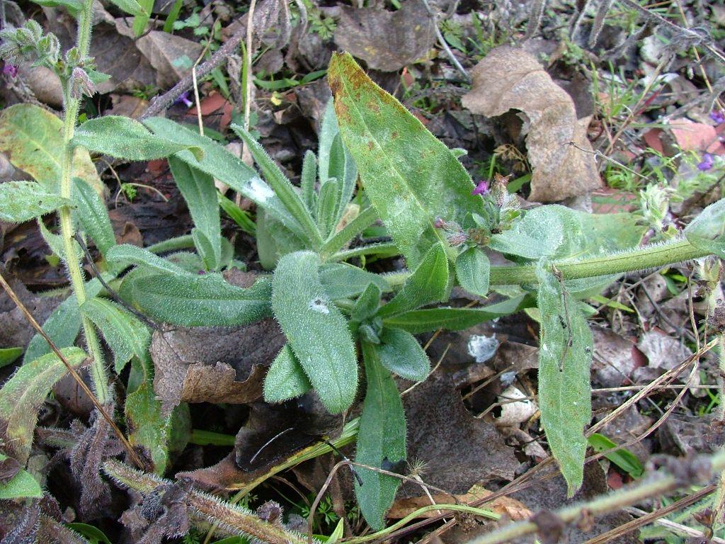 Anchusa officinalis