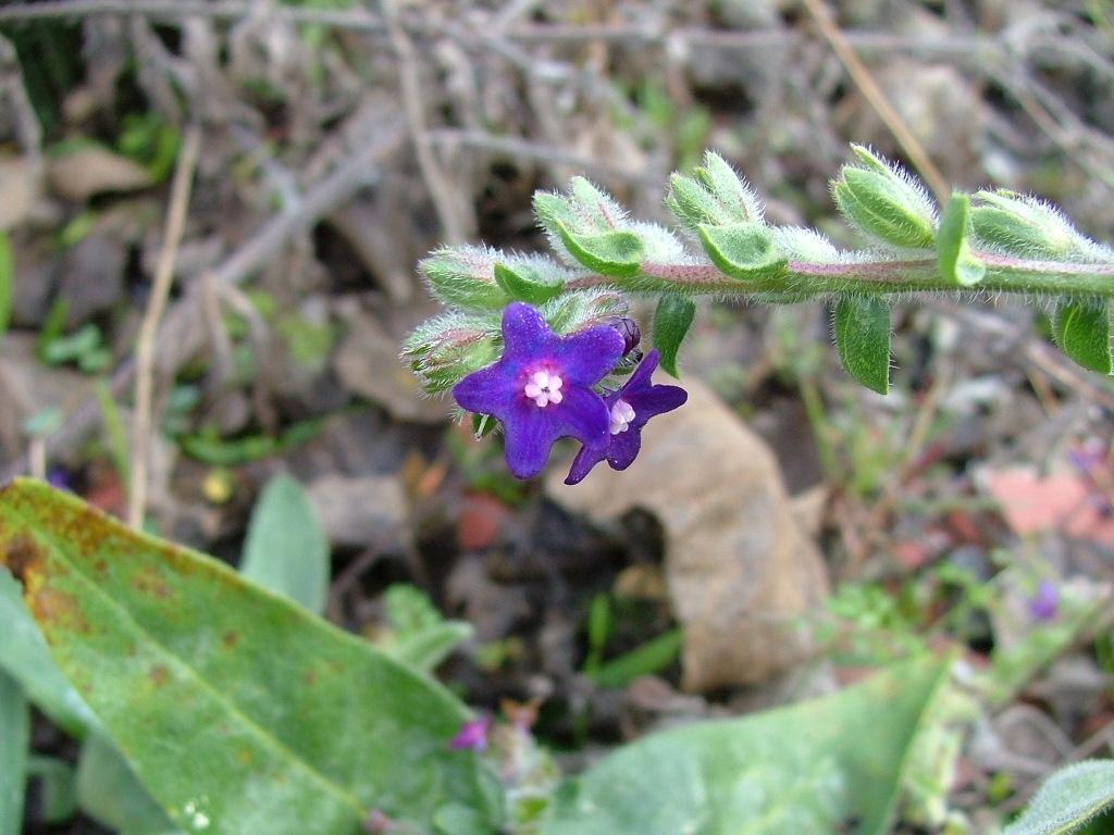 Anchusa officinalis