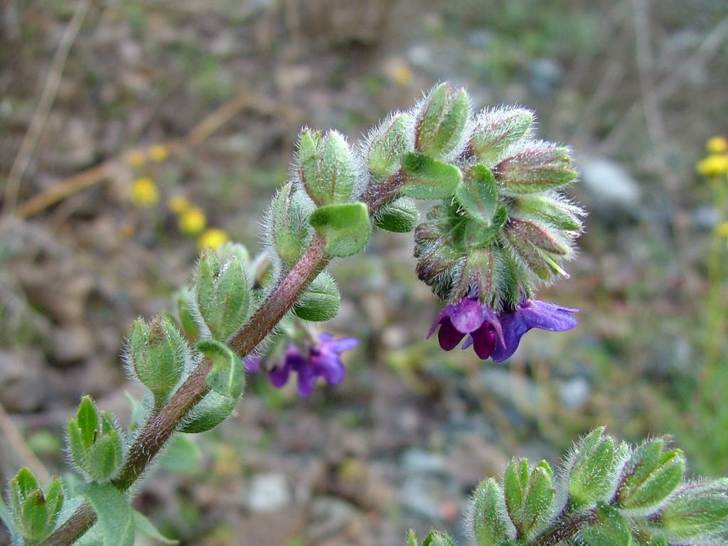 Anchusa officinalis