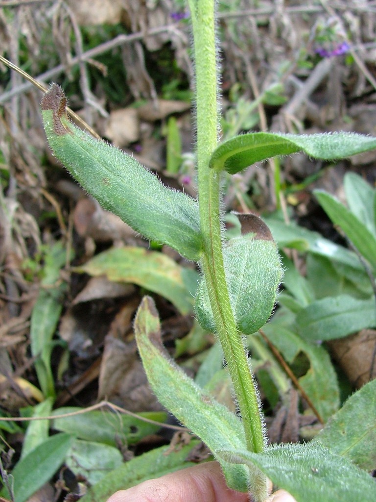 Anchusa officinalis