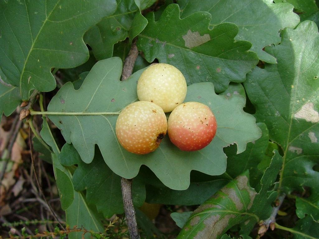 Galle di insetti:Cynips quercusfolii (Cynipidae)