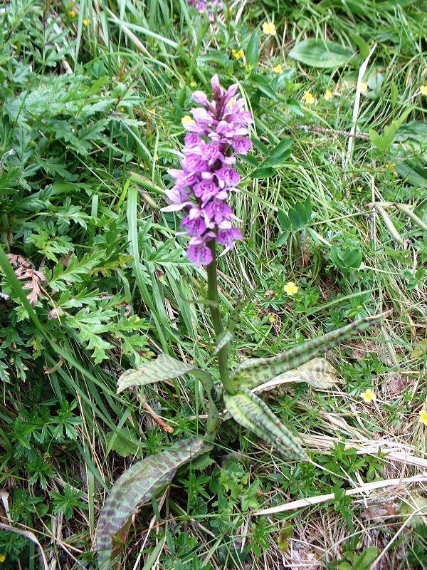 Dactylorhiza maculata