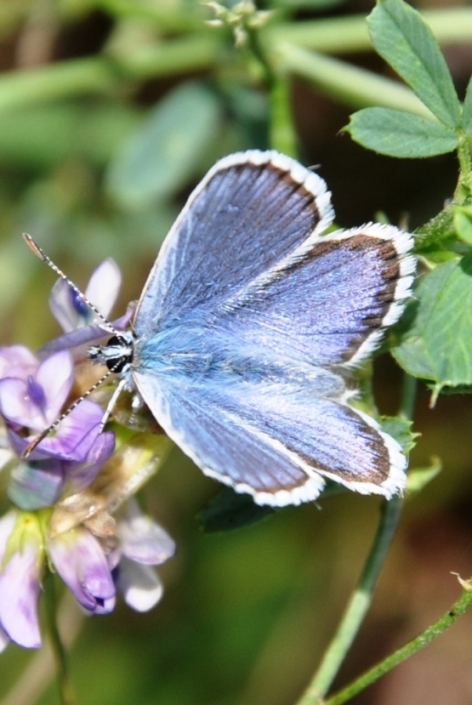 Polyommatus?