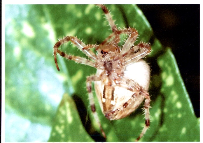 Araneus sp.