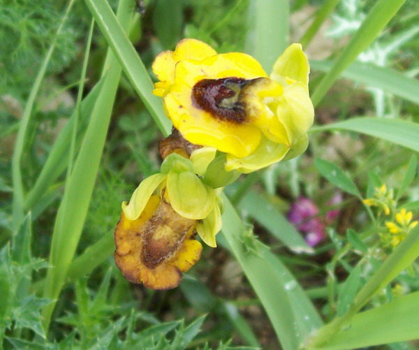 Fiore da determinare 03: Ophrys lutea