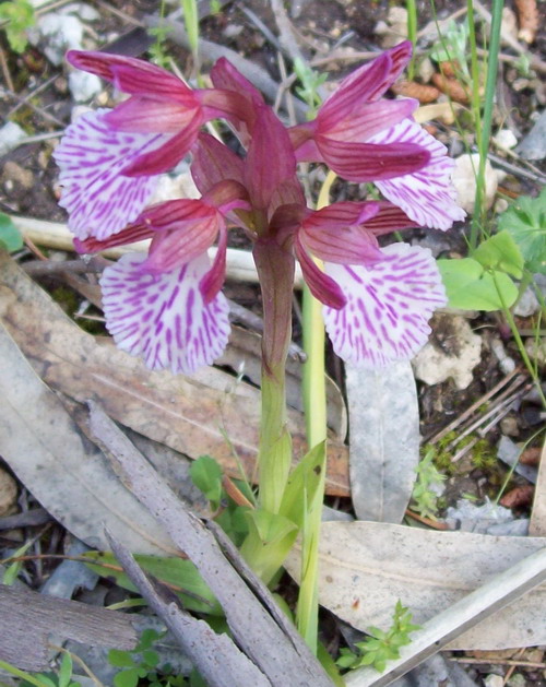 Orchidea da determinare: A. papilionacea subsp. grandiflora