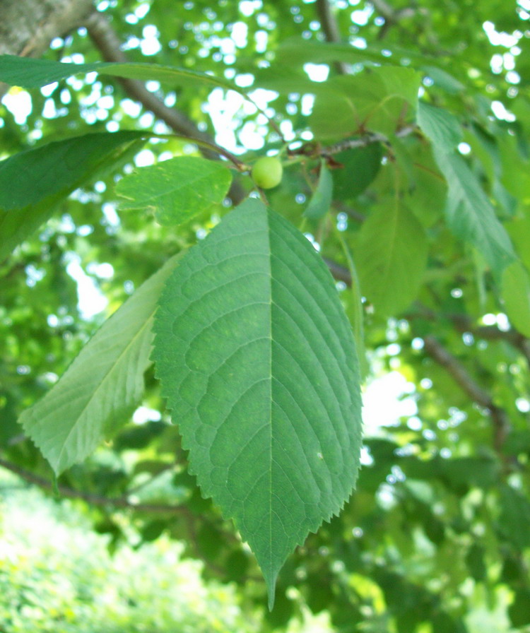 Prunus avium - Ciliegio