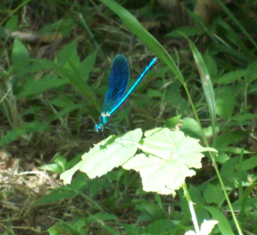 Libellula blu da identificare - Calopteryx splendens