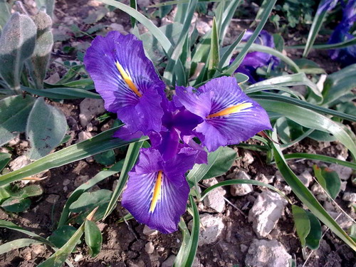 Iris planifolia