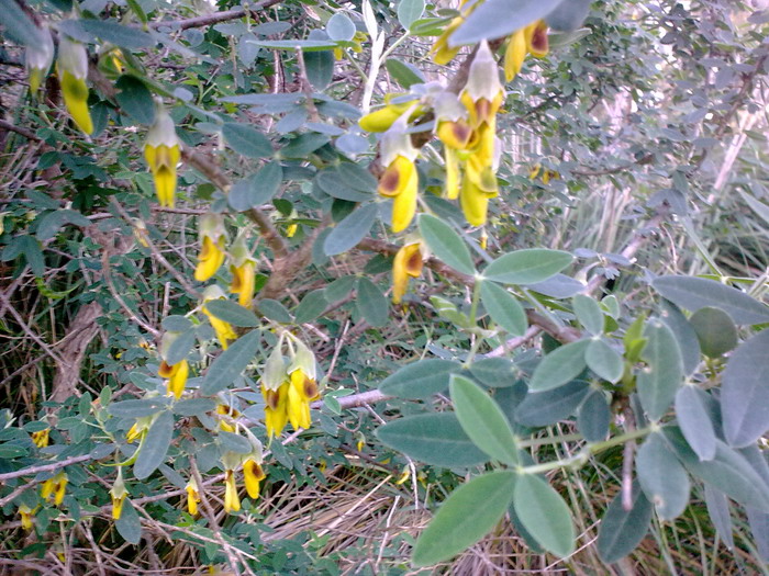 Anagyris foetida / Anagiride, legno puzzo