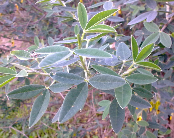 Anagyris foetida / Anagiride, legno puzzo