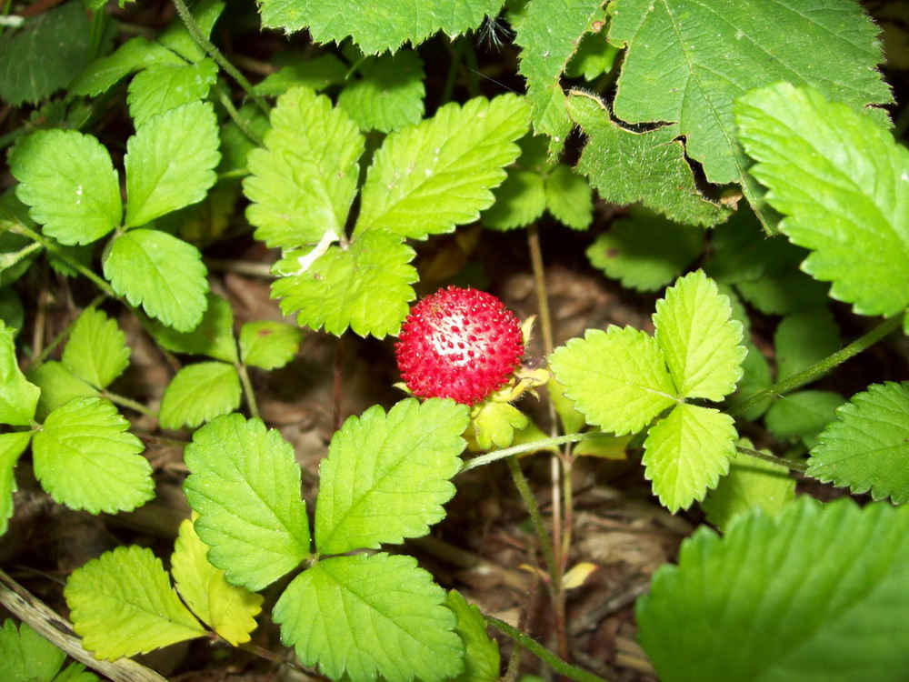 Fragola ? no, Potentilla indica