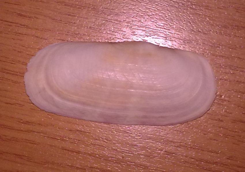 Bivalve da identificare