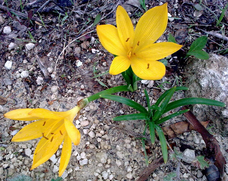 Sternbergia lutea