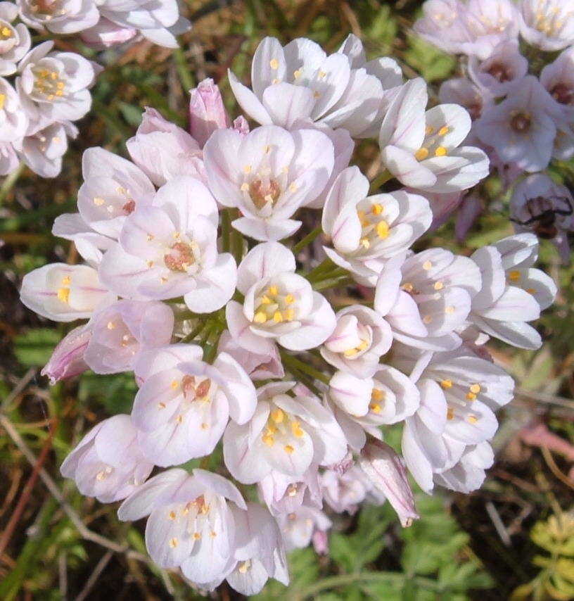 Allium roseum / Aglio rosa