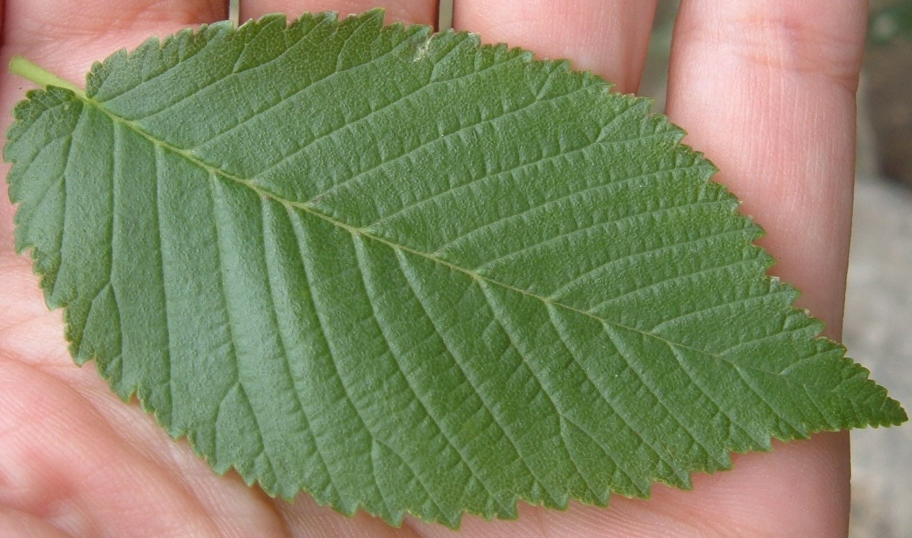 Richiesta identificazione - Ulmus sp.