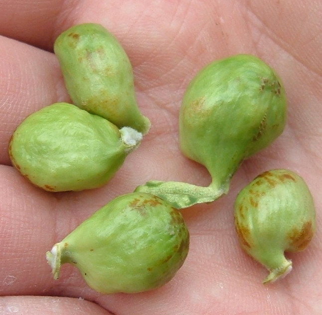 Richiesta identificazione - Ulmus sp.