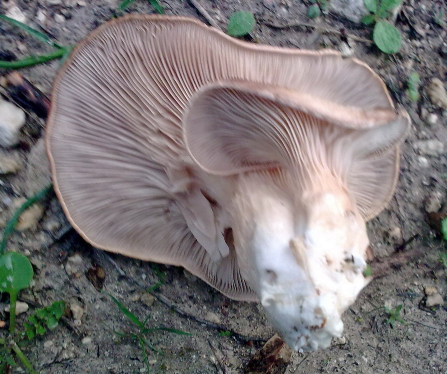 Funghi siculi da id