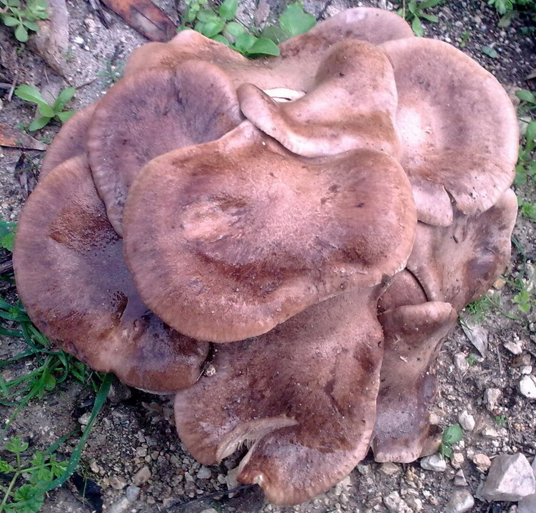 Funghi siculi da id