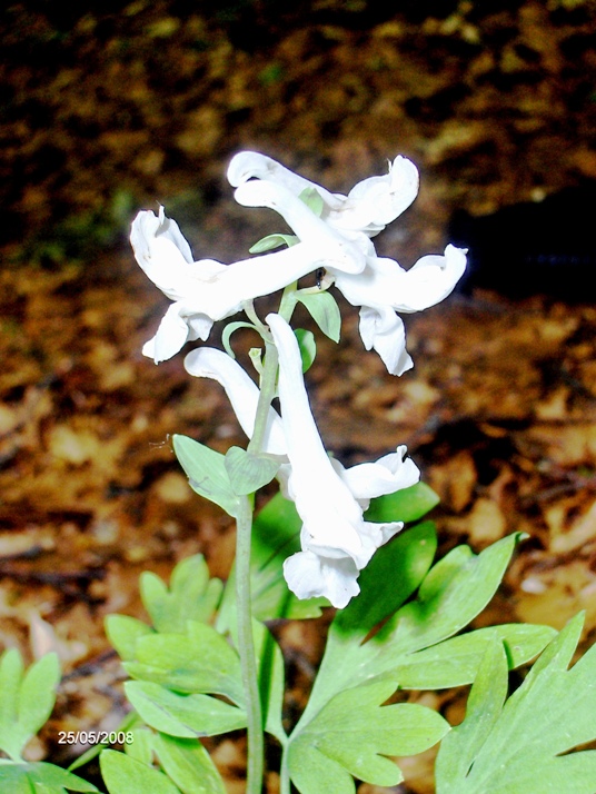 Corydalis cava e C. solida