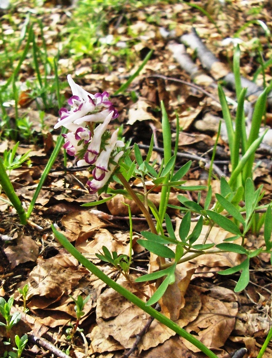 Corydalis cava e C. solida